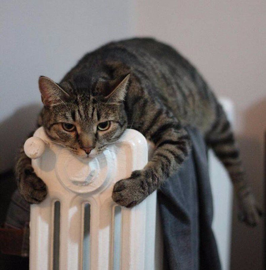 Домашние животные в поисках тепла