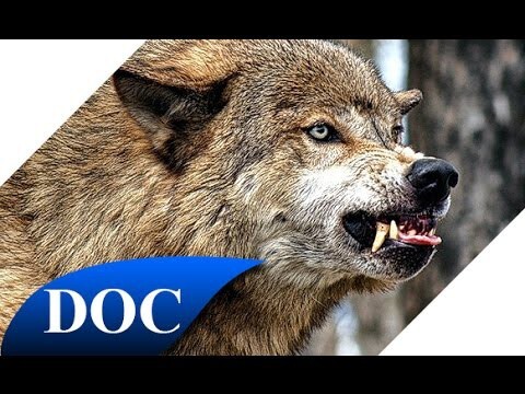 Попасть в стаю волков