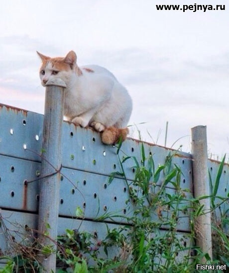 Из солянки
