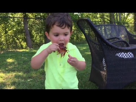 Мальчик пытается съесть живого рака