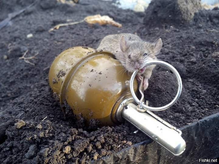Из солянки