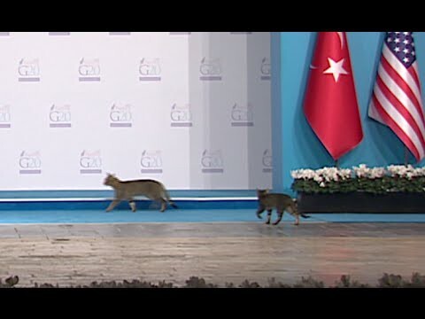 Кошки-спецагенты на саммите в Турции
