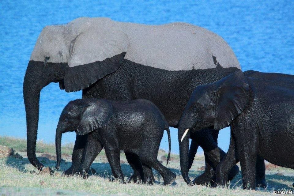 Слоновий измеритель глубины