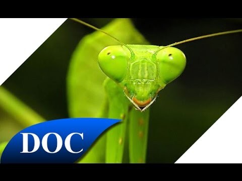 Богомол – инопланетное насекомое