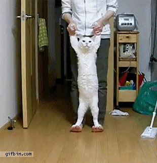 Из солянки