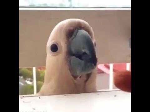 Жестокая жизнь попугая