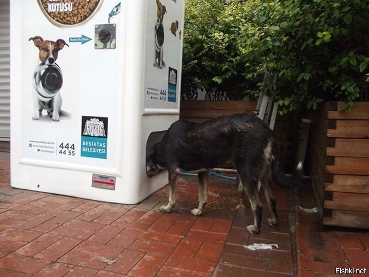 Автомат для кормления бездомных животных в Турции/