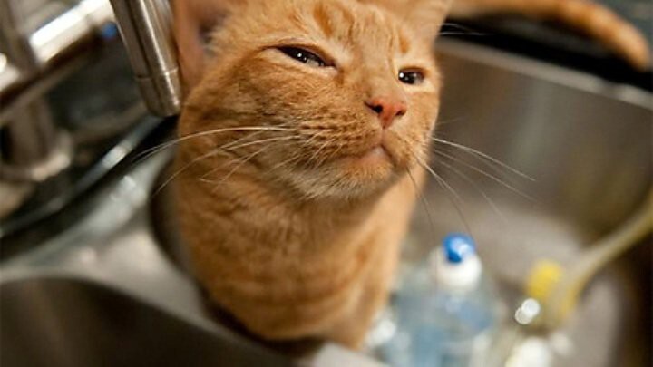 Подозрительные коты, которые всех выведут на чистую воду  