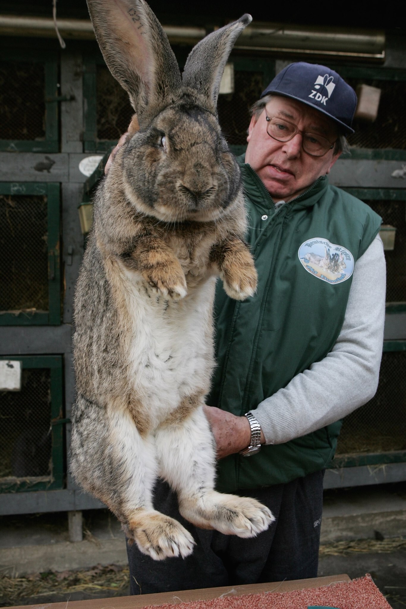 Кто поверит, что кролик может вырасти до таких размеров?