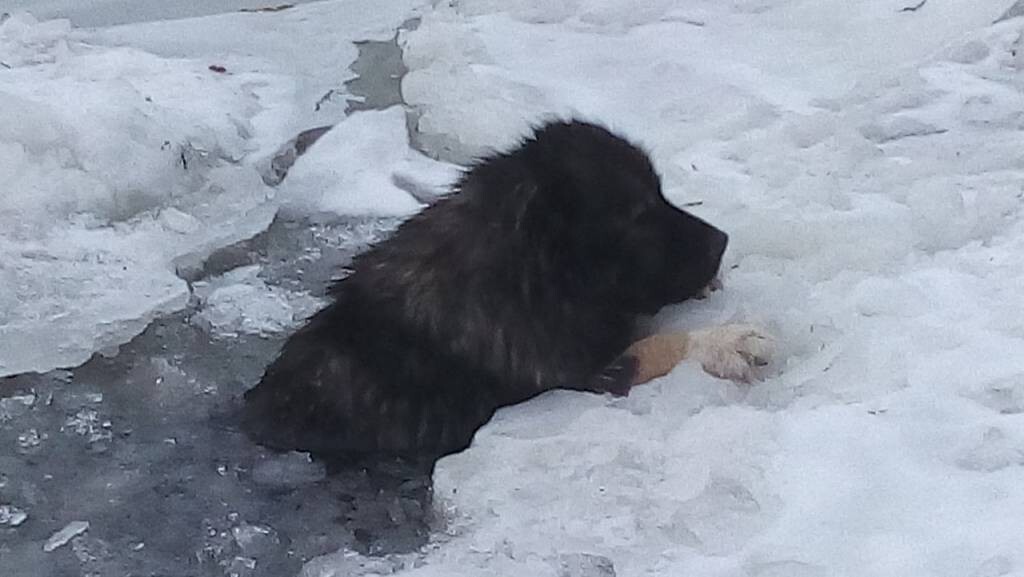 В Прикамье спасатели вытащили собаку из полыньи
