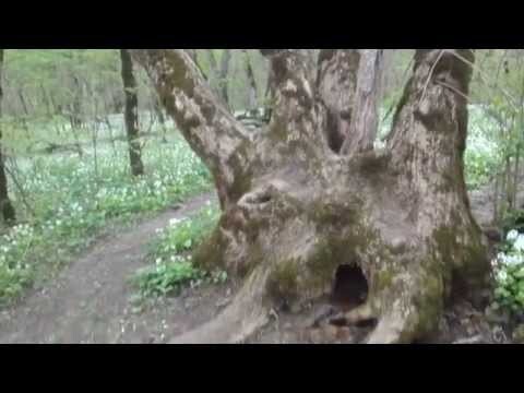 Уникальное ставропольское дерево