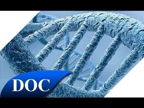 Что мы не знали о ДНК