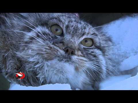 Чет я так смеялась))