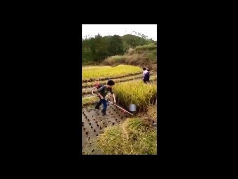Как в Китае рис собирают
