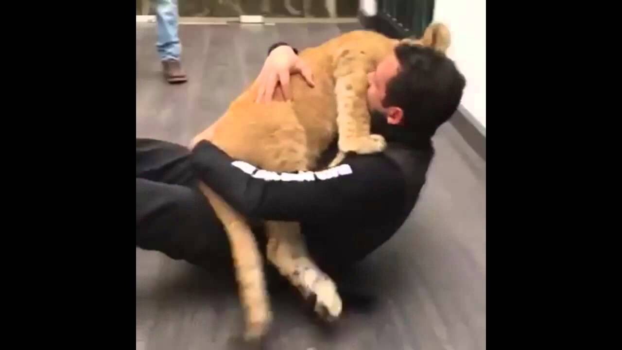 Львёнок хочет обнимашек