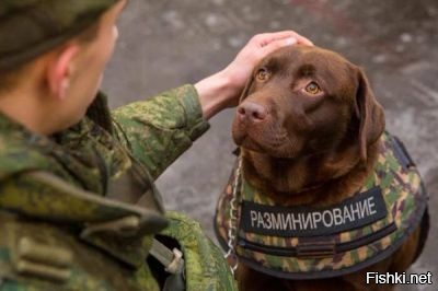 Дожить ему до пенсии