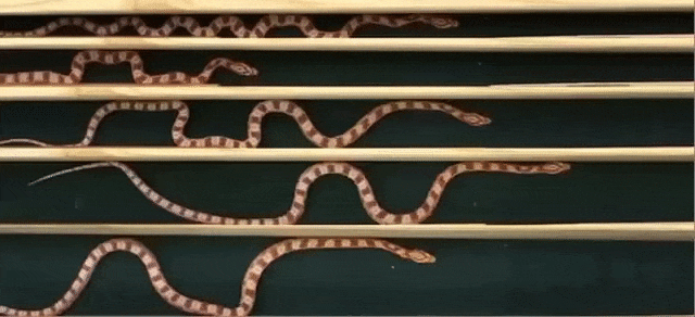 Как движется  змея в замкнутом пространстве