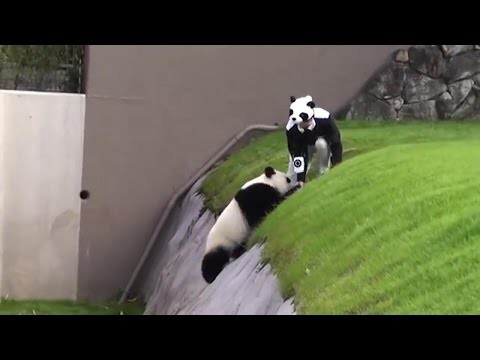 Непоседливая панда 