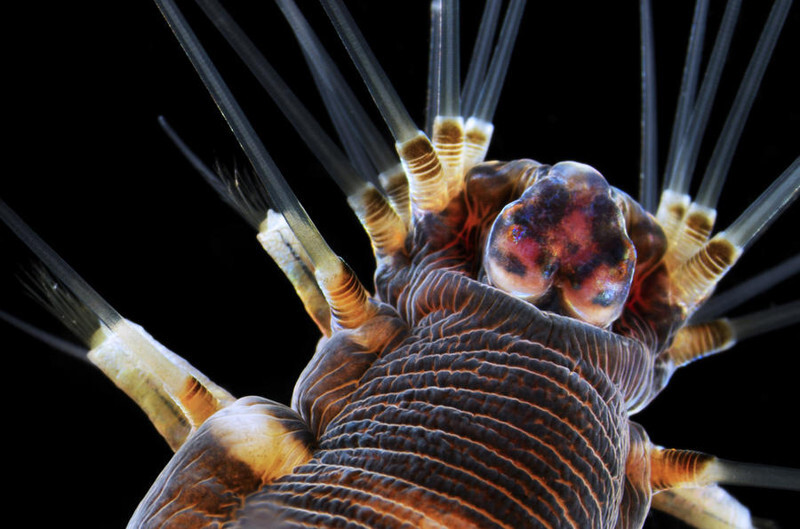 Фото предметов и живых существ через объектив электронного микроскопа