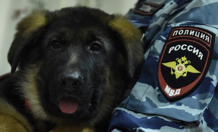 Очаровательный щенок Добрыня, подаренный российскими полицейскими французским коллегам