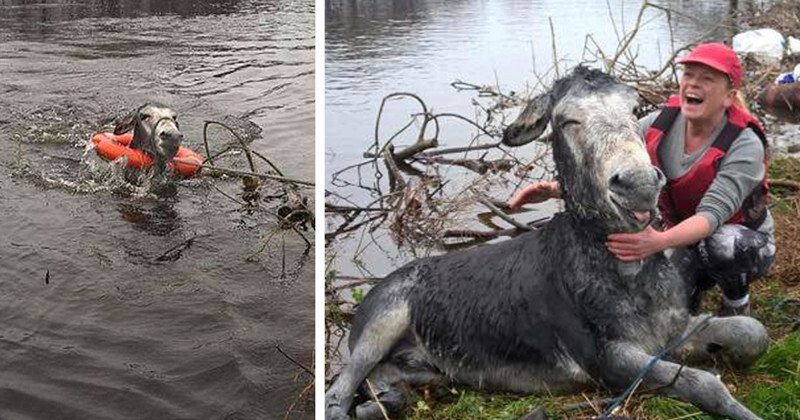 Осёл улыбается во весь рот после того, как его спасли во время наводнения в Ирландии