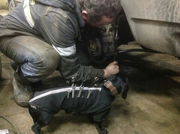 Собака помощник