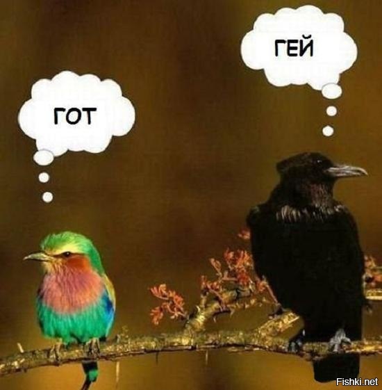 Из солянки