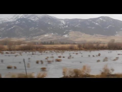 Массовая миграция Перекати-Поле