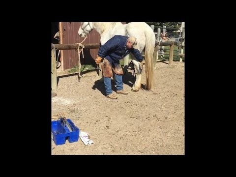 Как подковать нервную лошадь