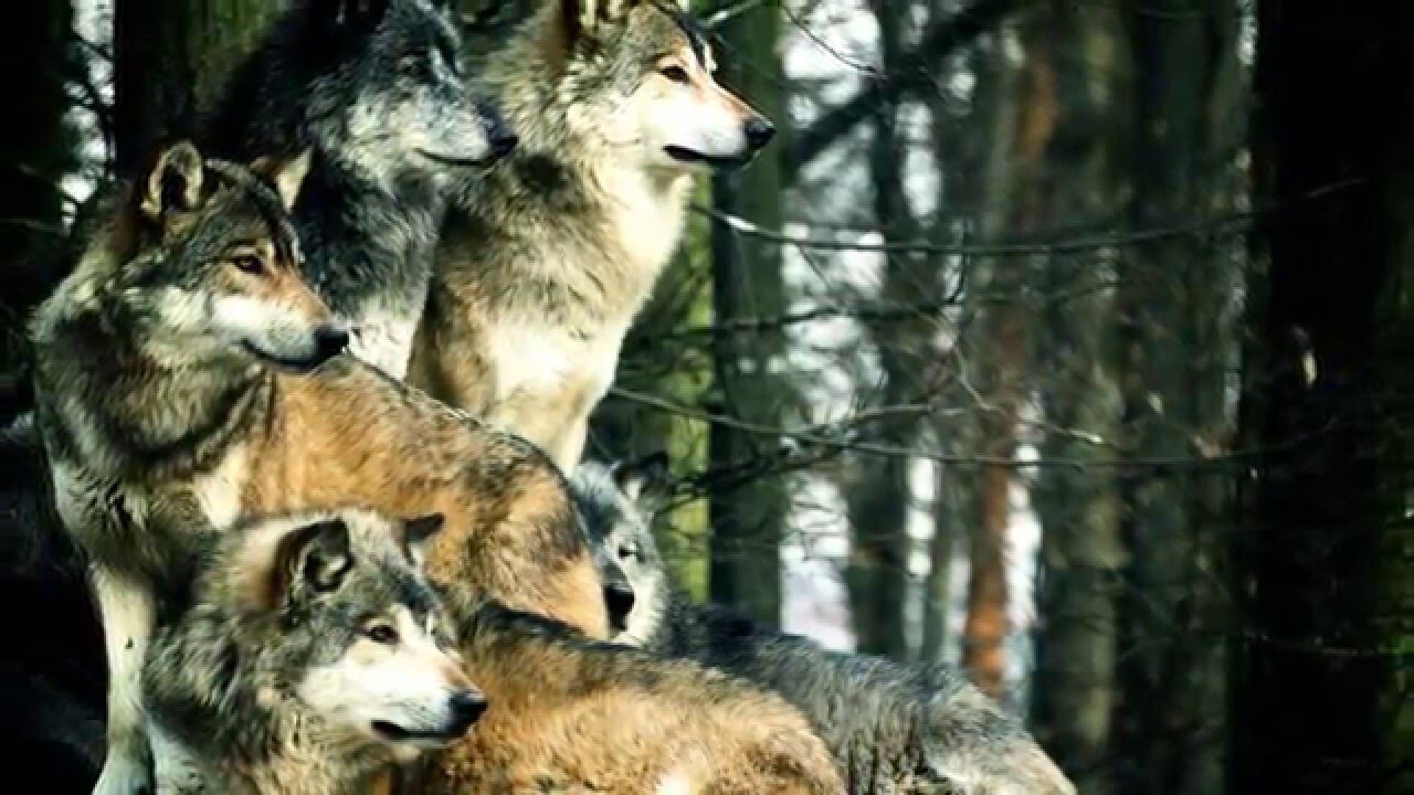 Интересные факты о волках