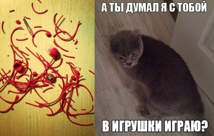 Прикольные картинки