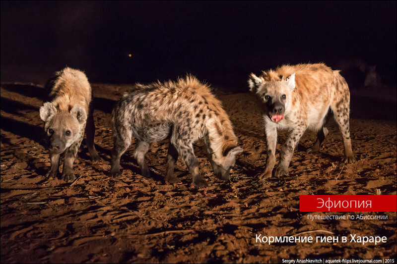 Развлечение не для слабонервных