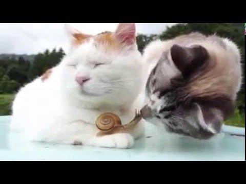 Умиляющее знакомство двух кошек с улиткой