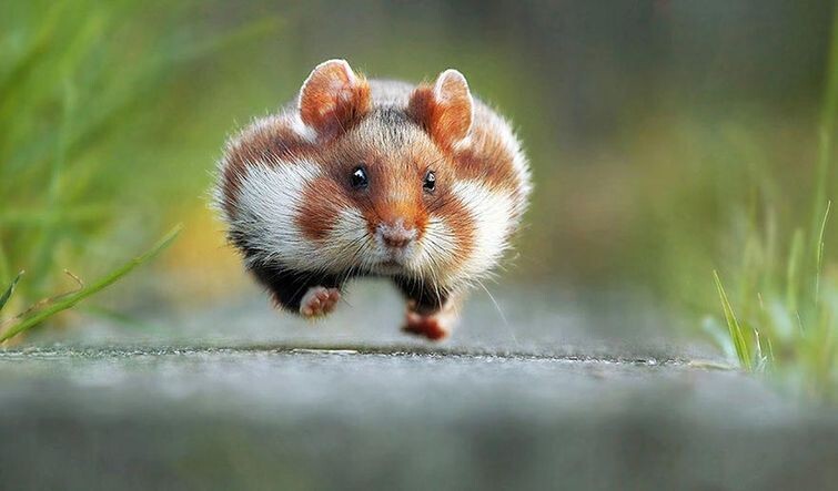 Wildlife Photography Awards 2015 - фотоконкурс самых смешных фотографий из мира животных