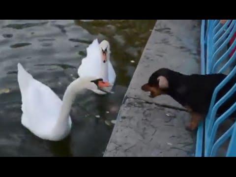 Лебедь щенок и девушка 