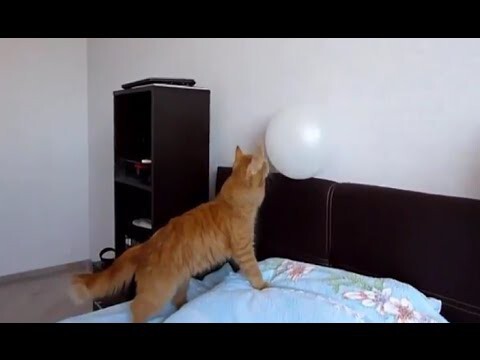 Кот и шарик