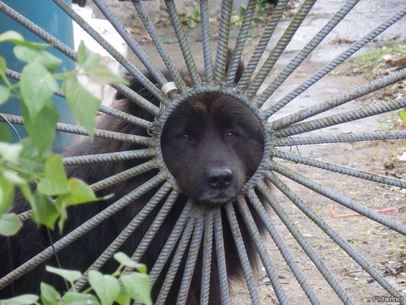 Из солянки