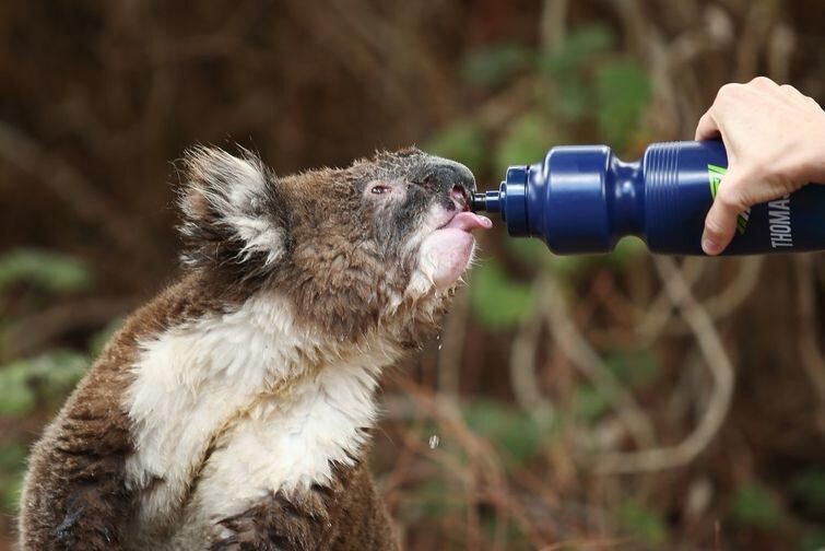 Австралийцы поят и поливают коал водой, чтобы помочь им пережить рождественскую жару