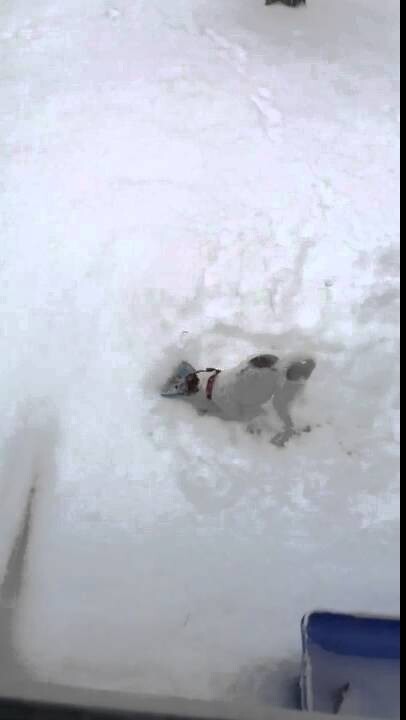 Хороший способ быстро убрать снег со двора