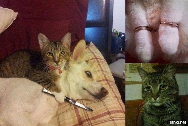 Из солянки