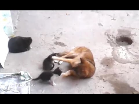 Кошка привела котят к своему другу