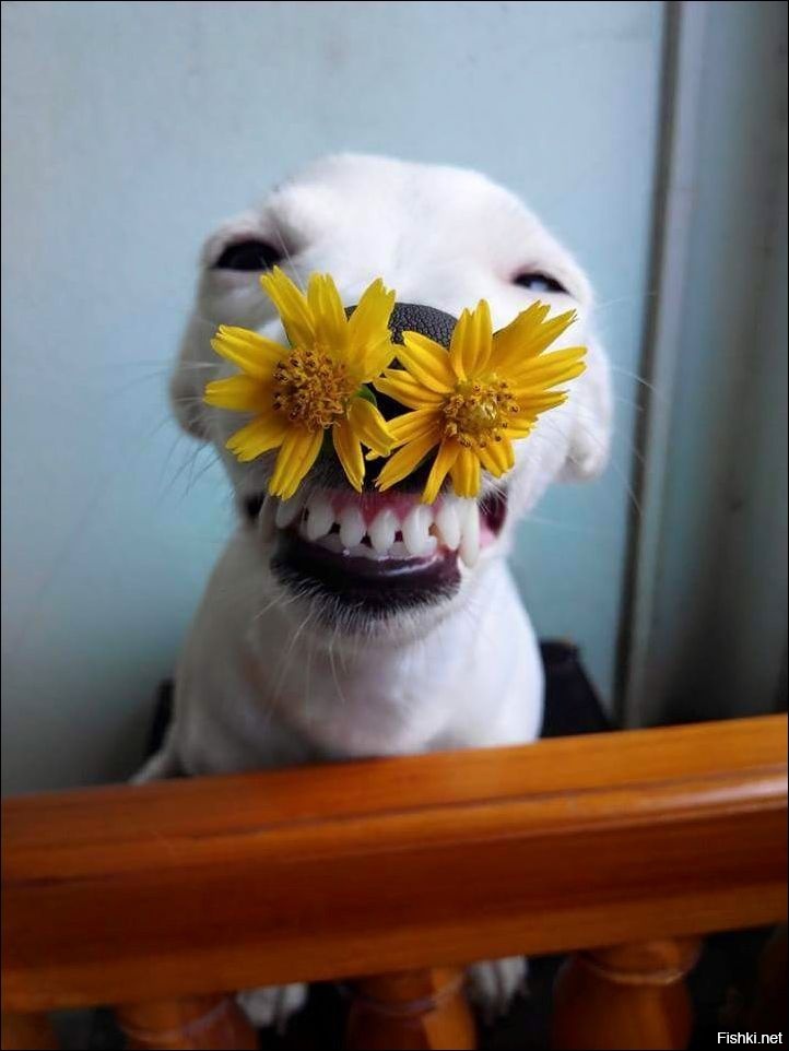 Из солянки