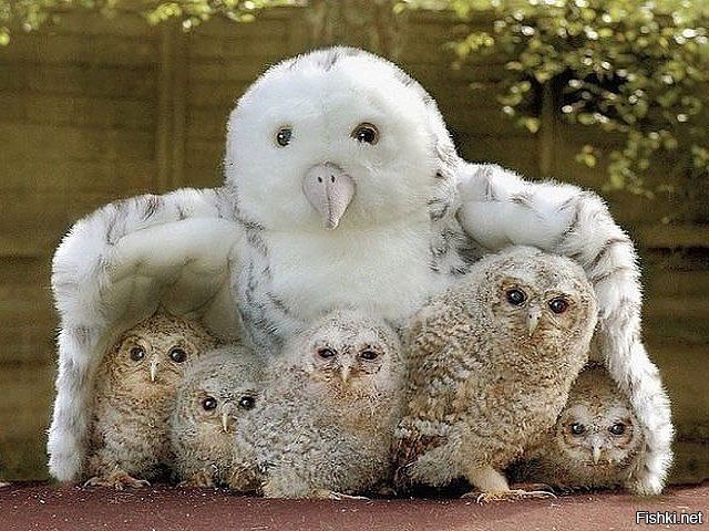 Совята приняли игрушечную сову за свою маму