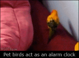 Птичий будильник