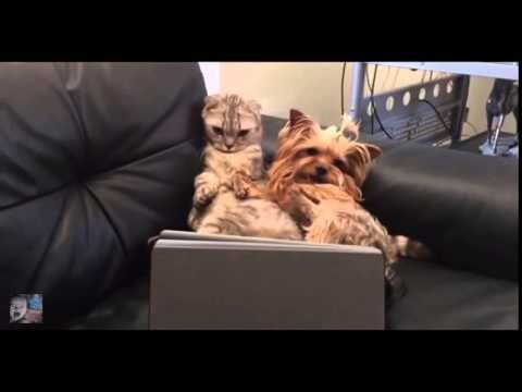  Как забавно Кот и пёс смотрят кино