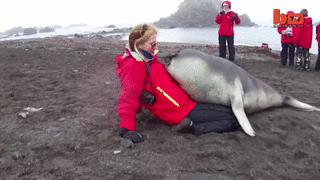 Тюлени, оказывается, очень любят целоваться