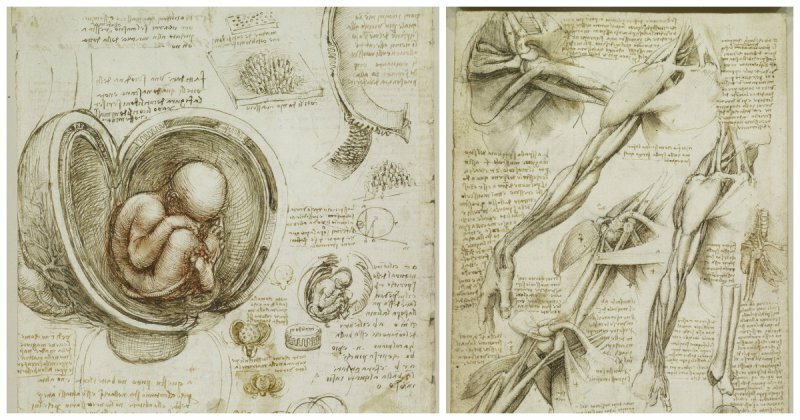 В Сети опубликованы сотни анатомических рисунков Леонардо да Винчи 