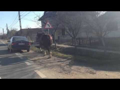 Водитель взял лошадь на прогулку