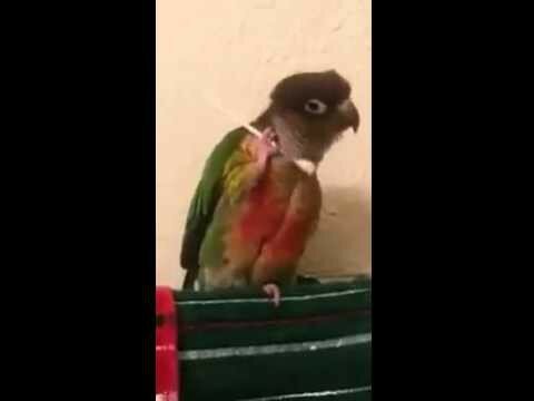 Девочка попугай случайно нашла ватную палочку 