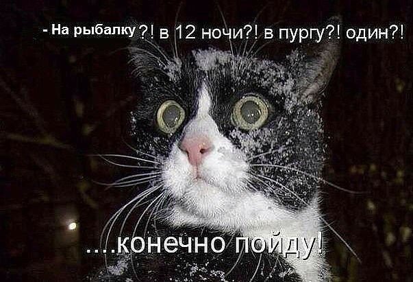 Котэ на рыбалку